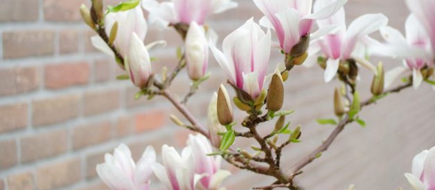 Magnolia – wiosenna królowa ogrodu